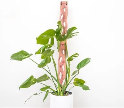 Treleaf Zella Regular Extension Kit - Wooden Extendable Plant Trellis for Indoor Climbing Houseplants - Modular Plant Support