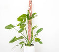 Treleaf Zella Regular Extension Kit - Wooden Extendable Plant Trellis for Indoor Climbing Houseplants - Modular Plant Support