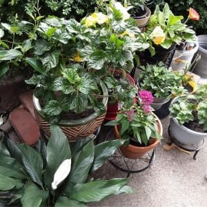 5 Pack Metal Plant Stands,Heavy Duty Potted Holder for Flower Pot,Indoor Outdoor Metal Rustproof Iron Garden Container Round Supports Rack for Planter