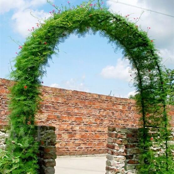 Garden Arch Trellis Metal Garden Arbor for Various Climbing Plant, Wedding Arches for Ceremony Decoration Outdoor Lawn Backyard, 7'8" H x 4'5" W, Dark Green