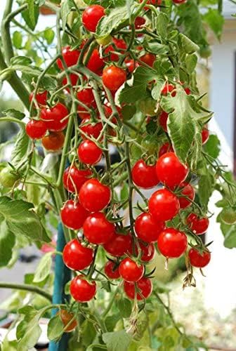 Ultimate Hanging Baskets - Strawberry, Tomato, Flower, and Herb Outdoor Planters - Use Garden Pots for Growing Plants Outside On A Deck, Fence, or Balcony (2)