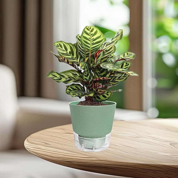 Green Self Watering Plant Pots - 6" Planters for Indoor Plants - Pack of 5 Flower Pots - Plant Pots with Drainage Hole and Tray Saucer (Frosted Dark Green)