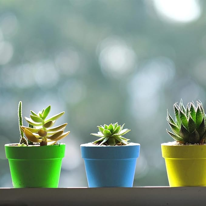 PURPLE STAR 1N 50 Packs Cupcake Plant Nursery Pots with Humidity Dome- Planting Containers Cups- Small Flower Pots for Indoor Outdoor Plant Succulent Vegetable (Mixed Color)