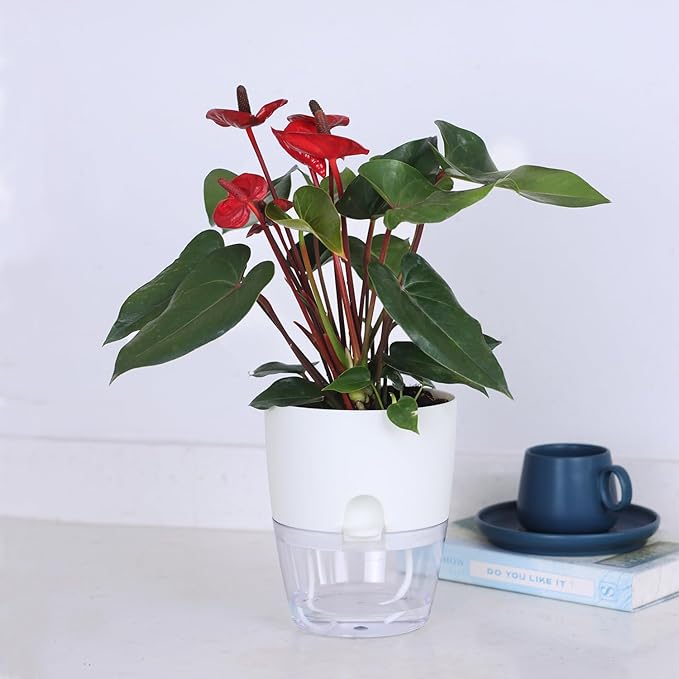 6 Inch Self Watering Plastic Plant Pots for Indoor Plants - 3 Pack White Orchid Planters with Wick Ropes & Drainage Holes, Modern Decorative Garden Pots with Water Reservoir