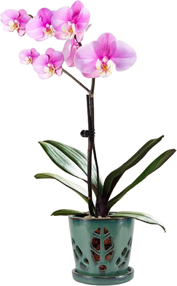 W&W Orchid Pot with Holes and Saucer for Repotting, Green, 5.5 Inches