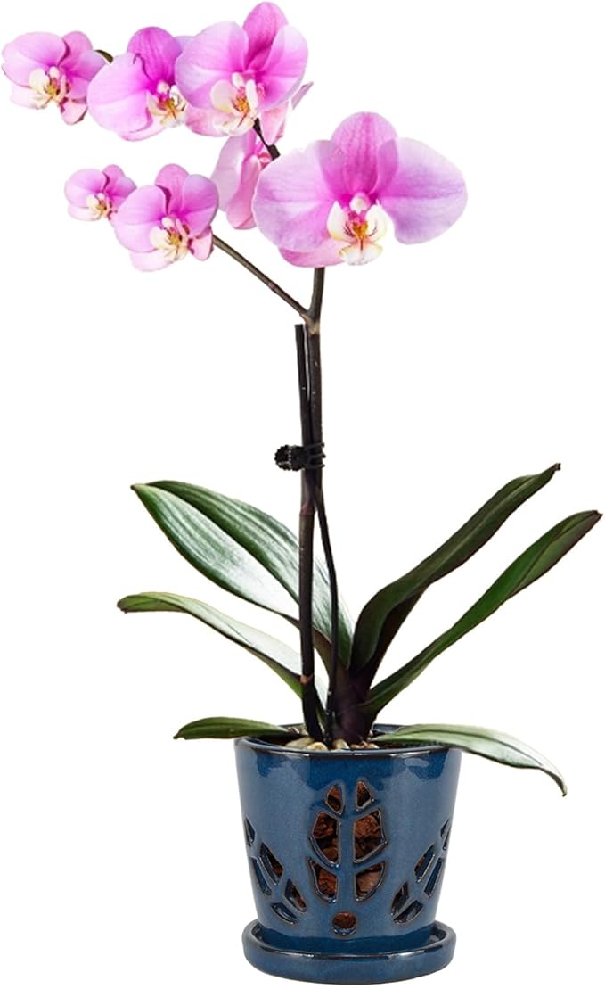 W&W Orchid Pot with Holes and Saucer for Repotting, Blue, 5.5 Inch