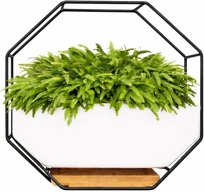 IRYL Wall Planter for Indoor Plants - Ceramic Wall Hanging Planter Set with Bamboo Tray & Hooks - Decorative Wall Plant Holder - Modern Wall Planters for Vertical Garden Home Decor - Black