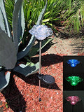 Solar Garden Stake Lights with Color Changing LED or Regular White LED Landscape Path Lights (Set of 2) (Rose)