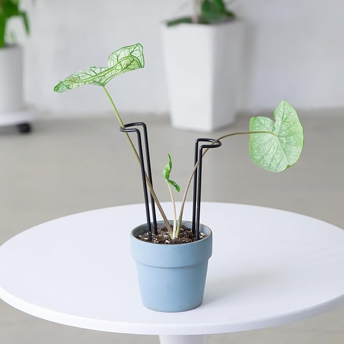 10 Pack Indoor Plant Support for Monstera Trellis Stakes and Stem Holder - Perfect for Small Indoor Plants, Desktop Gardens & Flower Shelf Use, Easy to Set Up and Efficient Support
