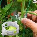 100PCS Plant Support Garden Clips Tomato Clips Supports/Connects Plants/Twine/Vines Trellis/Cages Plant Vine Vegetable Fastening Clip Grafting Tools Make Plant Grow Upright and Healthier (100PCS)