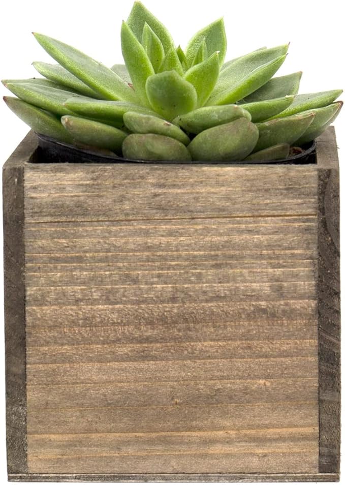 CYS EXCEL Cube Planter Box with Removable Plastic Liner (4"x4"x4")(4 PCS) | Multiple Size Choices Wood Square Planter | Indoor Decorative Window Box
