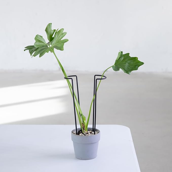 10-Pack Monstera Plant Support - 12 Inch Durable Iron U-Shaped Trellis Stakes for Indoor & Outdoor Medium-Sized Potted Plants - Perfect Stem Holder for Monstera & More