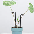 10 Pack Indoor Plant Support for Monstera Trellis Stakes and Stem Holder - Perfect for Small Indoor Plants, Desktop Gardens & Flower Shelf Use, Easy to Set Up and Efficient Support