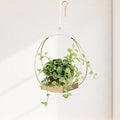 Hanging Planters for Indoor Plants - Plant Hanger Outdoor, Metal Plant Hanger Mid Century Boho Macrame, Hanging Wall Ceiling Window, Gift for Mom, Plant Lovers, Housewarming