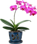W&W Orchid Pot with Holes and Saucer for Repotting, Blue, 5 Inch