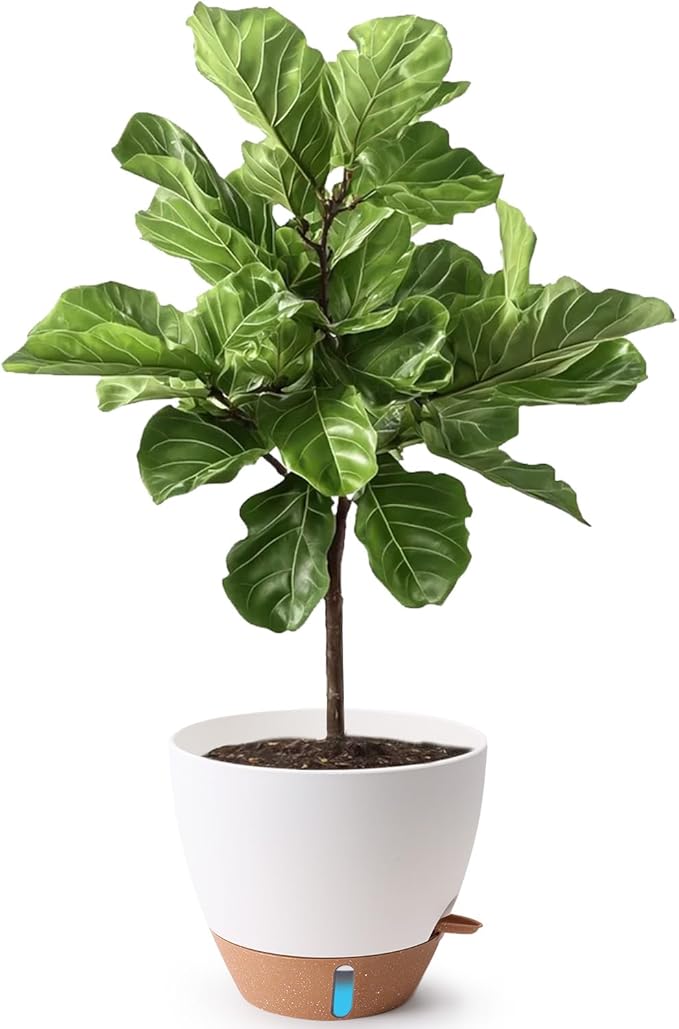 T4U 12 Inch Self Watering Pot - Water Level Indicator & Deep Reservoir, Mess-Free Planter for Busy People, Beginners & Gardeners, Fits Rubber Tree/Fiddle Leaf Fig Plants, Indoor Outdoor Use (White)