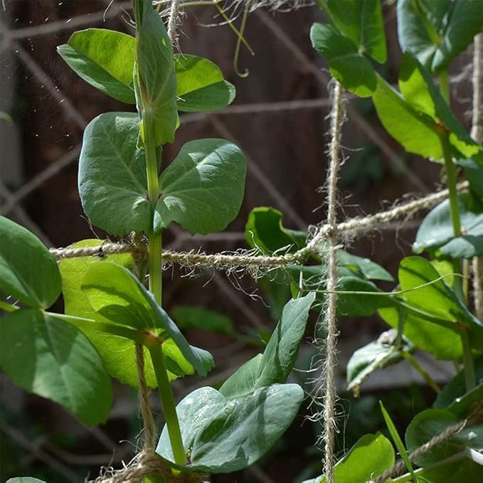 Jute Trellis Netting - Jute Netting for Garden, Heavy Duty Plant Support Netting for Climbing Plants, Cucumber, Vine, Fruits & Vegetables, Climbing Vining Plants (3.3 Ft X 6.6 Ft, 3.9 Inch Squares)