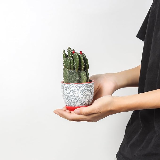 Selamica Ceramic Succulent Pots, 3.5 Inch Small Plant Pots for Indoor Plants Cactus Herbs, Succulent Planters with Drainage Holes & Saucers, Home Decor, Set of 6, Assorted Colors