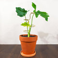 3PCS Indoor Plant Support – Durable Metal Garden Stakes for Monstera, Flowers & Herbs – 12.6 Inch Trellis for Indoor & Outdoor Plants, Easy-to-Use Support Structures