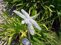 Solar Garden Stake Lights with Color Changing LED or Regular White LED Landscape Path Lights (Set of 2) (Dragonfly)