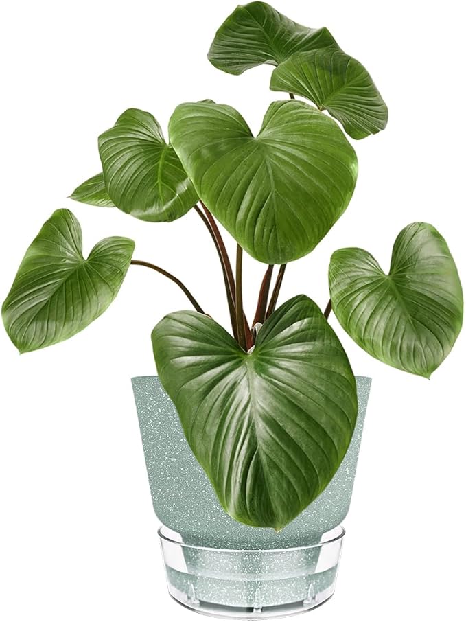 Green Self Watering Plant Pots - 6" Planters for Indoor Plants - Pack of 5 Flower Pots - Plant Pots with Drainage Hole and Tray Saucer (Frosted Dark Green)
