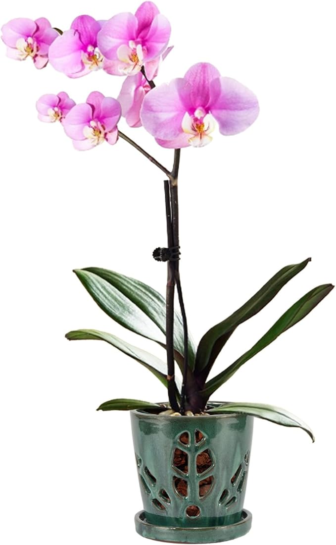 W&W Orchid Pot with Holes and Saucer for Repotting, Green Mix, 5.5 Inch