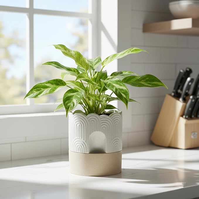 Nihow Self Watering Plant Pot: 6 Inch Ceramic Planter with Drainage Hole & Water Storage Plus - Relief Design Self Watering Pot for Indoor Plants - Beige & Nature Flower Pot