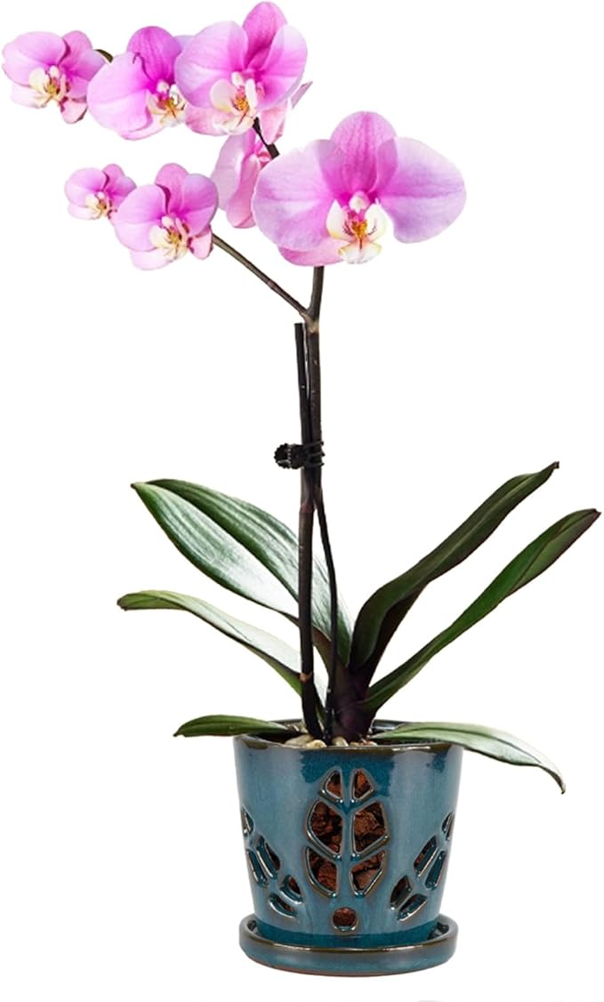 W&W Orchid Pot with Holes and Saucer for Repotting, Teal, 5.5 Inch