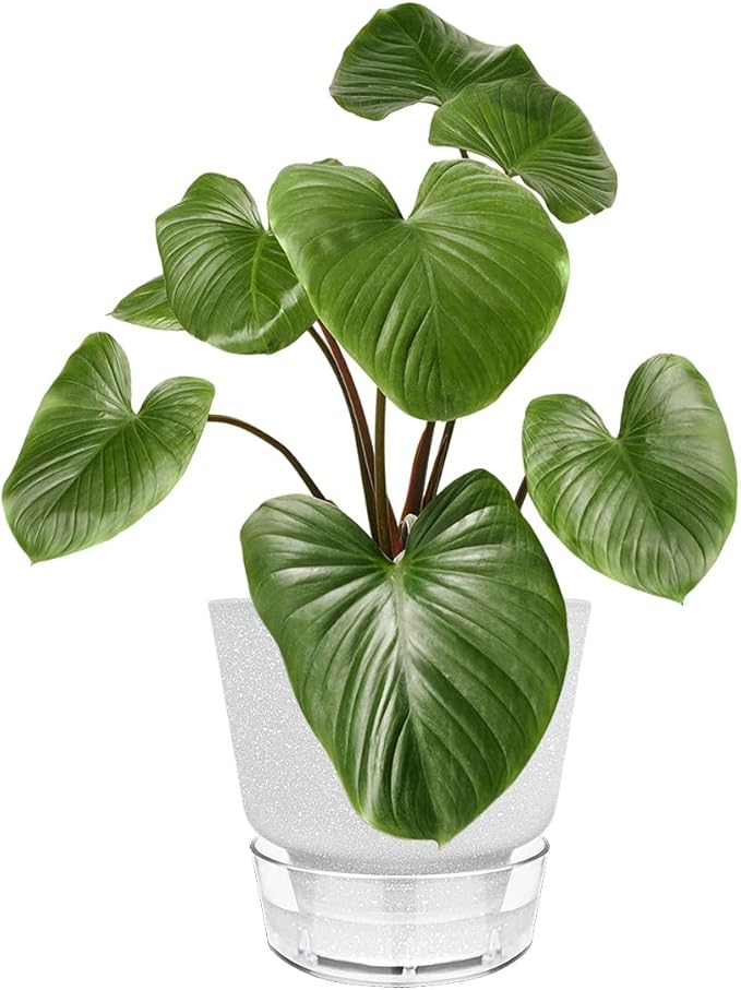 6-Inch Self-Watering Plant Pot with Visual Reservoir and Drainage Hole, Set of 5, Plastic Flower Pots, Planting Pot for Indoor Outdoor Plants (Frosted Mixed Color)