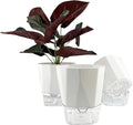 3 Packs Self Watering Plant Pots, Plastic Flower Pots with Drainage Hole and Saucer, Self Watering Planters for Indoor Outdoor Garden Plants, African Violet, Herbs (White, 6.7")