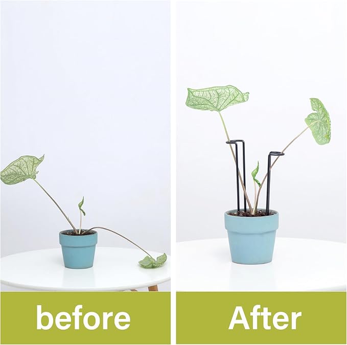 10 Pack Indoor Plant Support for Monstera Trellis Stakes and Stem Holder - Perfect for Small Indoor Plants, Desktop Gardens & Flower Shelf Use, Easy to Set Up and Efficient Support