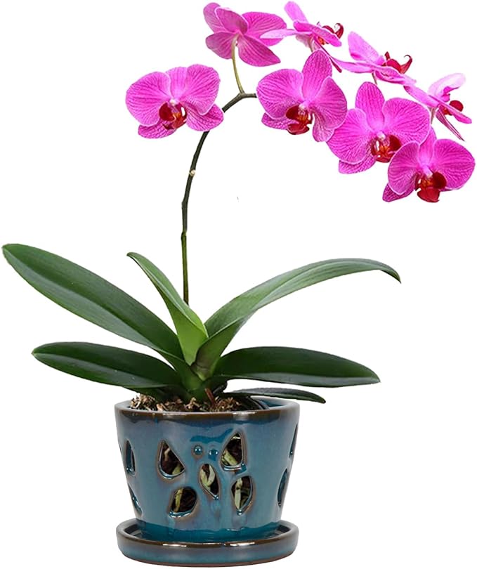 W&W Orchid Pot with Holes and Saucer for Repotting, Teal, 5 Inch