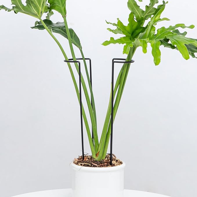 10 Pack Large Iron Monstera Trellis - Heavy-Duty Plant Supports, 15.5" Rustproof Stakes for Indoor & Outdoor Use, Perfect for Garden Flower Display