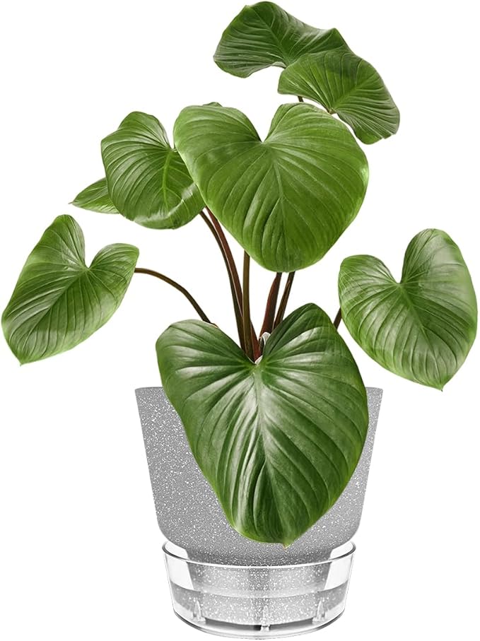 Plant Pots - 6" Orchid Pot, 5 Pack Orchid Pots with Holes - Self Watering Pots for Indoor Plants - Plant Pots with Drainage Hole and Tray Saucer (Frosted Gray)