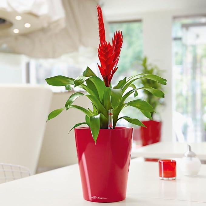 Lechuza MINI-DELTINI Scarlet Red High Gloss, Self-Watering Small Indoor Planter, H5.1 L3.9 W3.9 in