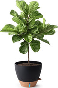 T4U 12 Inch Self Watering Pot - Water Level Indicator & Deep Reservoir, Mess-Free Planter for Busy People, Beginners & Gardeners, Fit Rubber Tree/Fiddle Leaf Fig Plants, Indoor Outdoor Use (Black)