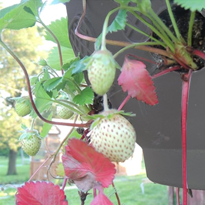 Ultimate Hanging Baskets - Strawberry, Tomato, Flower, and Herb Outdoor Planters - Use Garden Pots for Growing Plants Outside On A Deck, Fence, or Balcony (2)