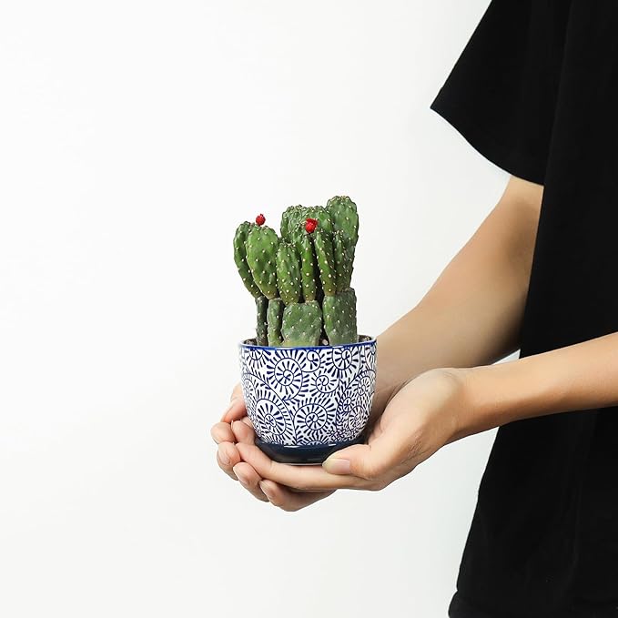 Selamica Ceramic Succulent Pots, 3.5 Inch Small Plant Pots for Indoor Plants Cactus Herbs, Succulent Planters with Drainage Holes & Saucers, Home Decor, Set of 6, Vintage Blue