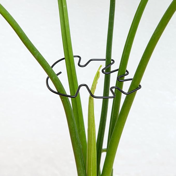 Monstera Plant Stem Support Set - 5pcs 4.13x2.95 inches Durable Supports for Indoor Climbing Plants - Easy-to-Use Stabilizers for Healthy Growth and Elegant Garden Decor