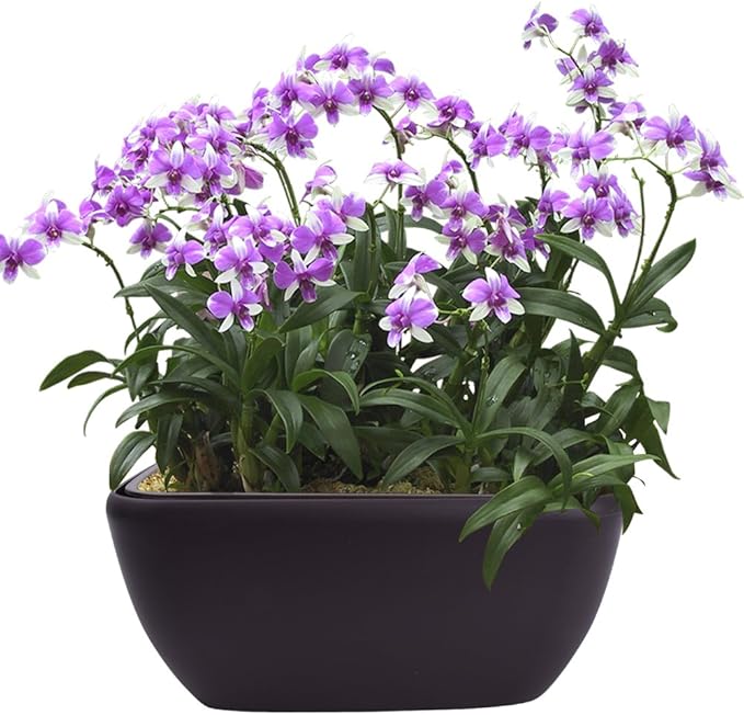 Vencer 10.8 Inch Plastic Square Self Watering Planter,Water Indicator,Modern Decorative Planter Pot for All House Plants Flowers,Herbs,Vegetables,Tropical,Coffee,VF-049C