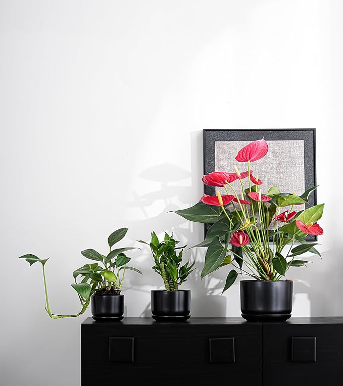 Ton Sin Plant Pots, 4.1+5.1+6.5 inch, Set of 3, Ceramic Planters with Drainage Hole and Saucer, Indoor Flower Pot Gifts for Mom（Matte Black）