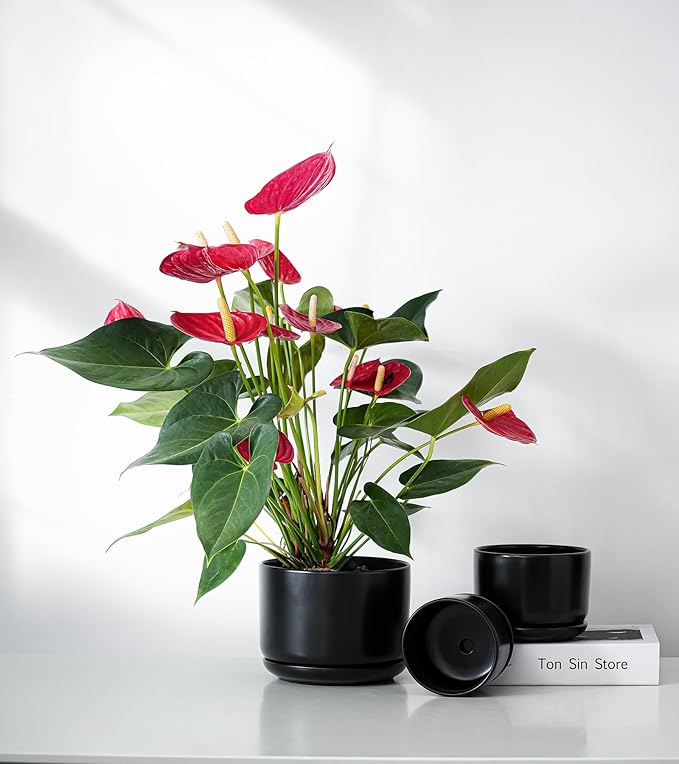 Ton Sin Plant Pots, 4.1+5.1+6.5 inch, Set of 3, Ceramic Planters with Drainage Hole and Saucer, Indoor Flower Pot Gifts for Mom（Matte Black）