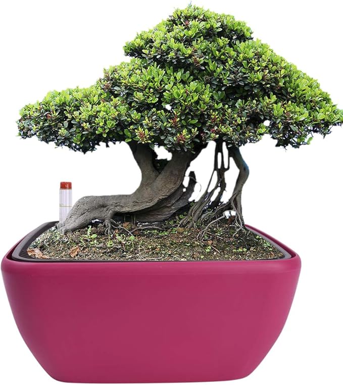Vencer 10.8 Inch Plastic Square Self Watering Planter,Water Indicator,Ceramsite,Modern Decorative Planter Pot for All House Plants Flowers,Herbs,Vegetables,Tropical,Rose Red,VF-049R