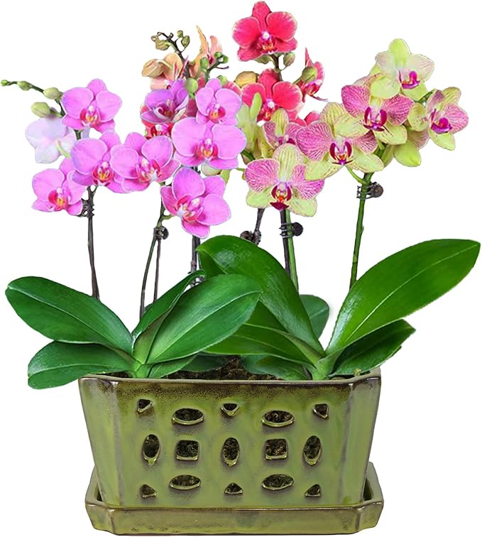 W&W Orchid Pot with Holes and Saucer for Repotting, YellowGreen, 9.7 Inch