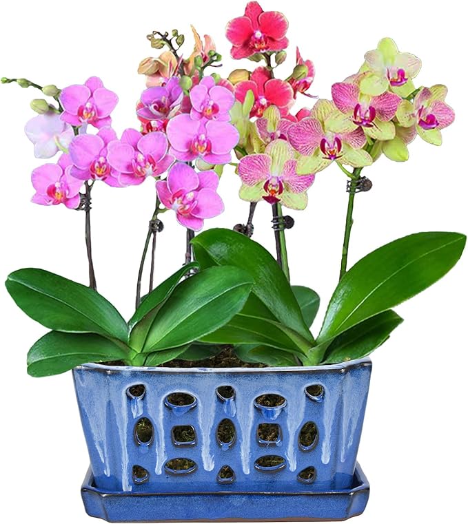 W&W Orchid Pot with Holes and Saucer for Repotting, White and Blue, 9.7 Inch