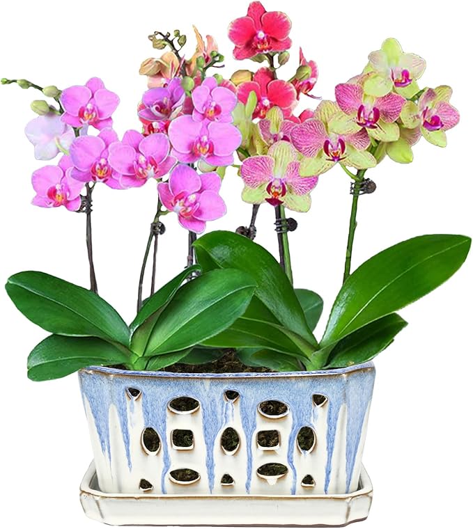 W&W Orchid Pot with Holes and Saucer for Repotting, Blue and White, 9.7 Inch