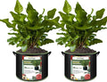 2-Pack 30 Gallon Plant Grow Bags, Thickened Nonwoven Fabric Pots with Handles,Sturdy Garden Planters Aeration Gardening Container to for Plants, Vegetables, and Flowers
