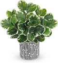 13" Artificial Plants Indoor Small Fake Plant in Ceramic Pot, Silk Plants for Home Decor Indoor, Faux Potted Plant for Shelves, Desks, Home, Room, Office, Bedroom, Farmhouse, Entryway, Tabletop Decor