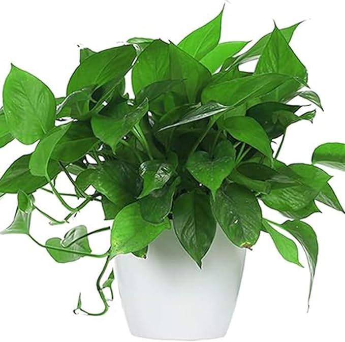 5 Inches Self Watering Planter, 10 Pack Plastic Self Watering Pots with 10 Wick Ropes, Wicking Flower Pots for Violets, Ocean Spider Plant, Orchid, Plants, Flowers, White