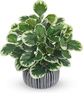 13" Artificial Plants Indoor Small Fake Plant in Ceramic Pot, Silk Plants for Home Decor Indoor, Faux Peperomia Potted Plant for Shelves, Desks, Home, Room, Office, Bedroom, Entryway, Tabletop Decor